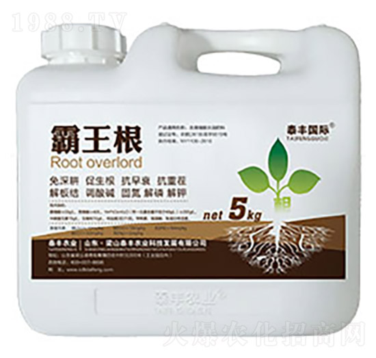 霸王根-梁山泰豐