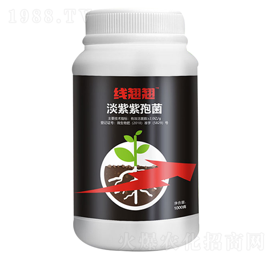 淡紫紫孢菌-線翹翹-愛(ài)普達(dá)