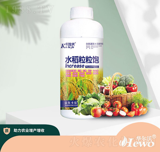 水稻粒粒飽-卡拉夫-華爾沃