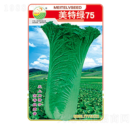 白菜種子-美特綠75-太樂種業(yè)