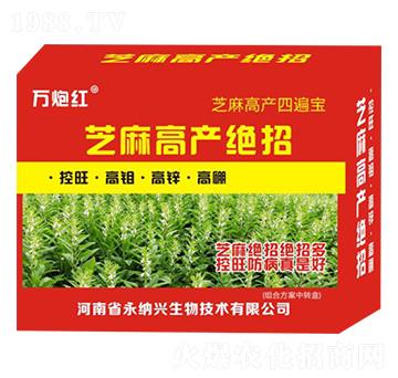 芝麻高產(chǎn)絕招-萬炮紅-永納興