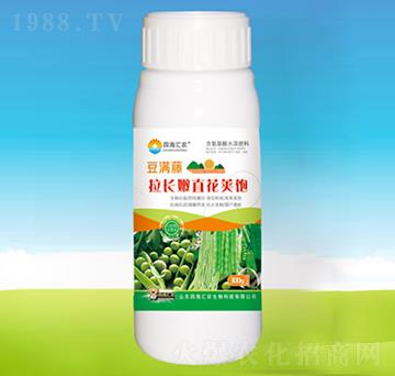 豆?jié)M藤拉長嫩直花莢飽-四海匯農(nóng)