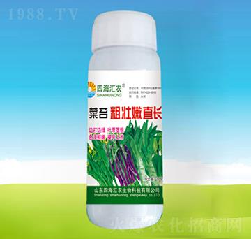 菜苔粗壯嫩直長(zhǎng)-四海匯農(nóng)