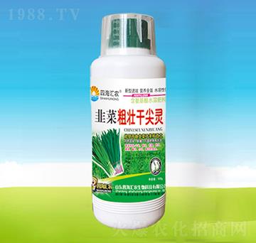 韭菜粗壯干尖靈-四海匯農(nóng)