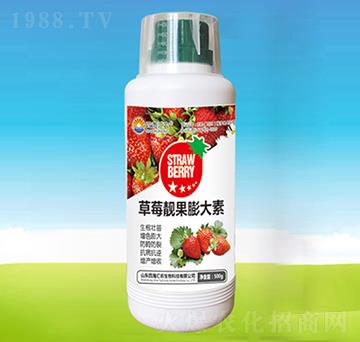 草莓靚果膨大素-四海匯農(nóng)