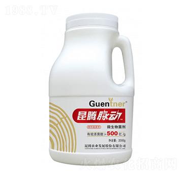 微生物菌劑-昆騰脈動(dòng)-昆騰農(nóng)業(yè)