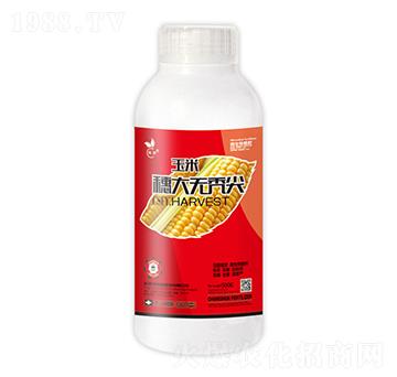 玉米穗大無禿尖-暢瞬