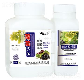 葡萄大寶-康普生