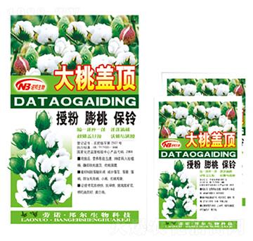 大桃蓋頂-康普生