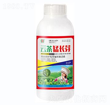 云茶猛長芽瓶-金田豐