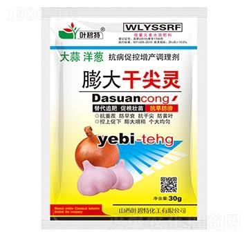 膨大干尖靈-葉碧特