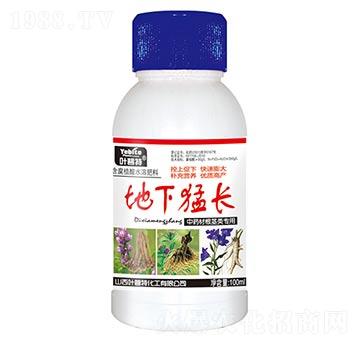 中藥材根莖類地下猛長-葉碧特