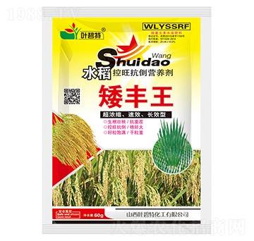 水稻矮豐王-葉碧特