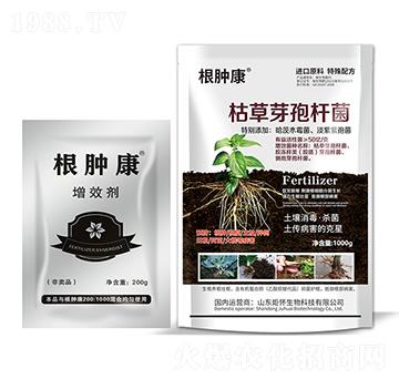 枯草芽孢桿菌-根腫康-山東炬懷生物