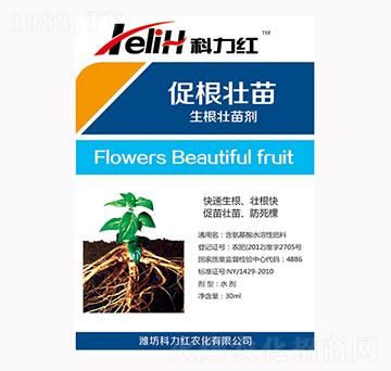 �������焩-�����t-��������