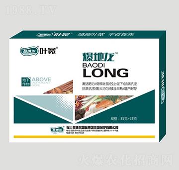 地下作物專用爆地龍-葉寬-圣博爾生物