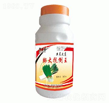 韭菜大蔥膨大抗倒王-百士威