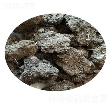 �g���S-ʥ������