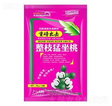 整枝猛坐桃-方瑞