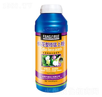 棉花整枝猛上桃-方瑞