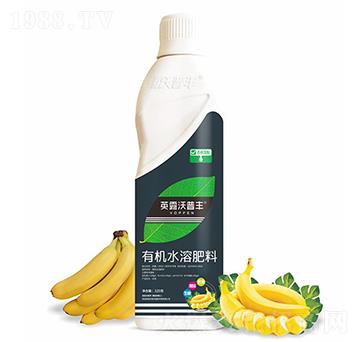 香蕉需配有機水溶肥料-英露沃普豐