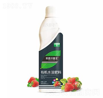 草莓需配有機水溶肥料-英露沃普豐