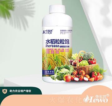 水稻粒粒飽-卡拉夫-華爾沃