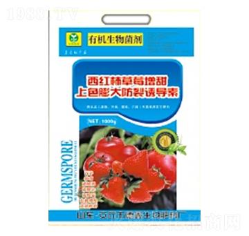 ���t����ݮ������ɫ�������T����-��������